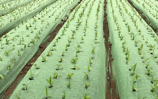 熊鲜森中药材防草布