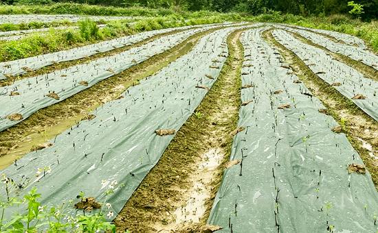 熊鲜森防草布·方形覆盖