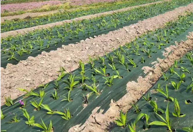 熊鲜森防草布·茶园专用