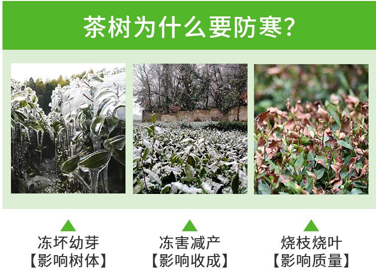熊鲜森茶叶防寒布