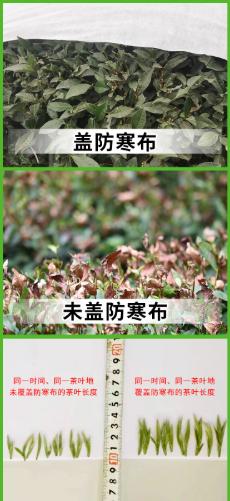 熊鲜森果树防寒布