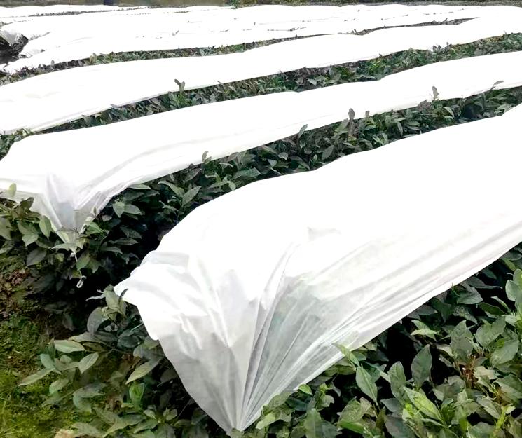 熊鲜森防寒布·茶园近景